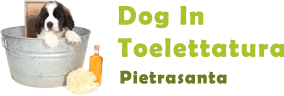 Dog In Toelettatura